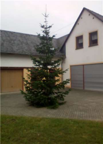 Der prächtige Weihnachtsbaum am Bürgerhaus.Foto: privat