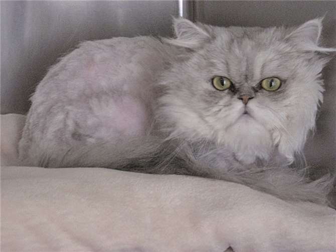 Der schöne Helge braucht nur viele Schmuseeinheiten und eine Couch. privat