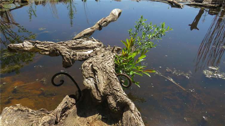 Der „schwebende Weidenbaum“ über einem Teich: Einst hatte die Strömung des Rheins ihn gnadenlos zu einem bizarren Unikum geformt – jetzt ist er umsorgtes Kronjuwel im Naturschutzgarten.