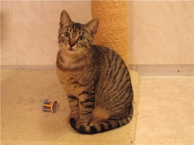 Der sechs Monate alte Kater Paco