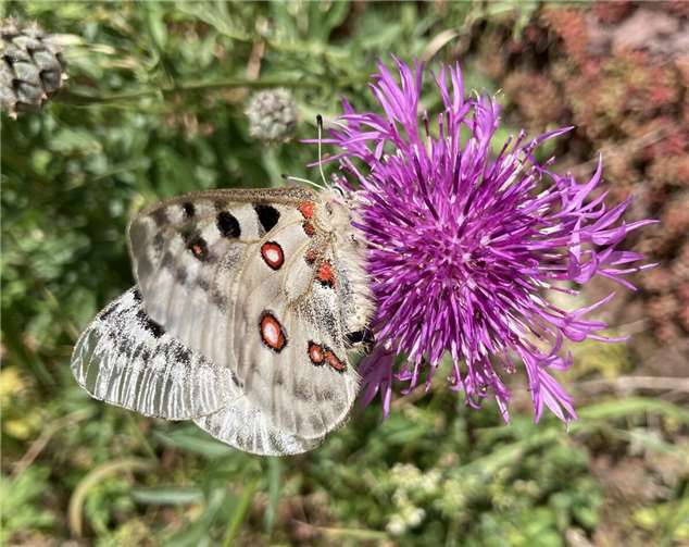 Mauereidechse trifft Apollo und Flockenblume Der seltene Mosel-Apollo auf einer Flockenblume. Foto: Mechthild Haupts