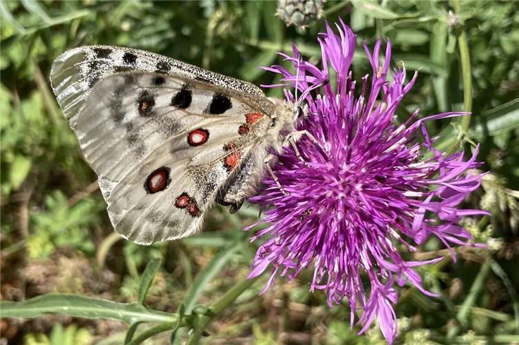 Der seltene Mosel-Apollofalter auf dem Apolloweg in Valwig. Foto: Mechthild Haupts