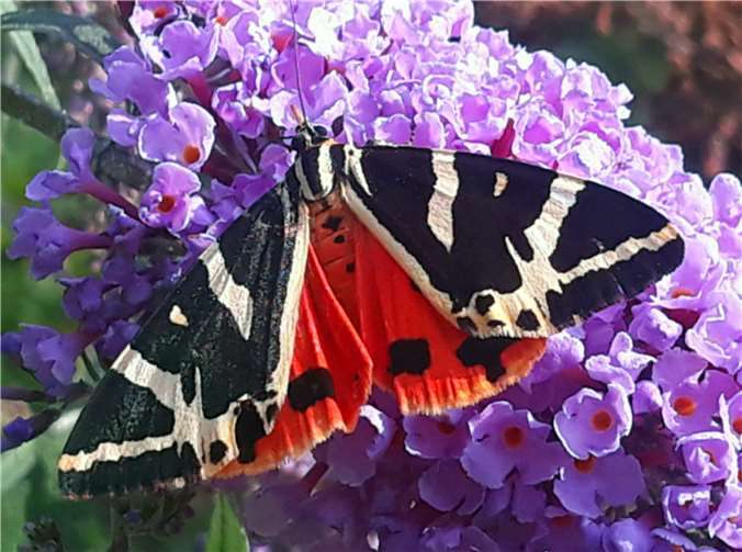 Der seltene Schmetterling „Spanische Flagge“ am Unkelbach im Sommer 2020. Die Lebensräume dieser Art müssen aufgrund der FFH-Einstufung geschützt und seine wichtigsten Vorkommen als Schutzgebiete ausgewiesen werden – durch den Einsatz der Anwohner konnte die Natur bislang vor der Zerstörung bewahrt werden. Foto: privat