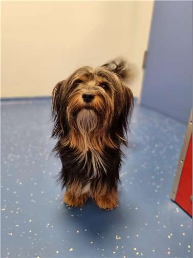 Der temperamentvolle Max. Foto: Sybill Limbach