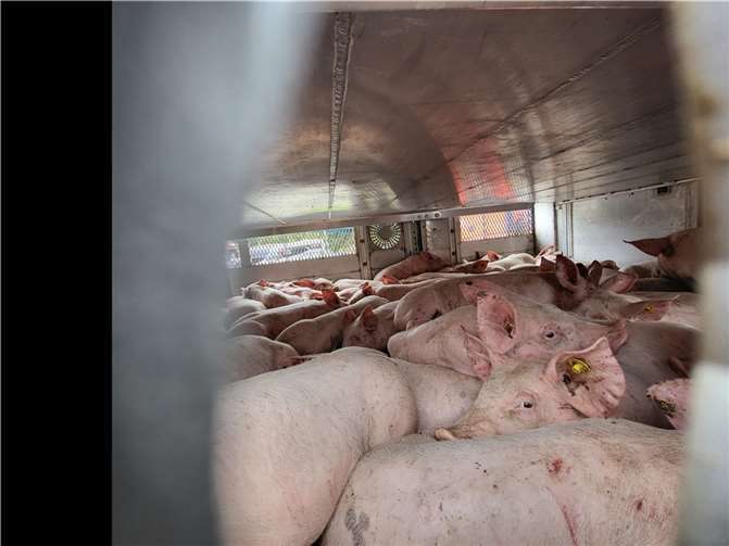 Der überladene Schweinetransporter. Foto: Rhein-Sieg-Kreis
