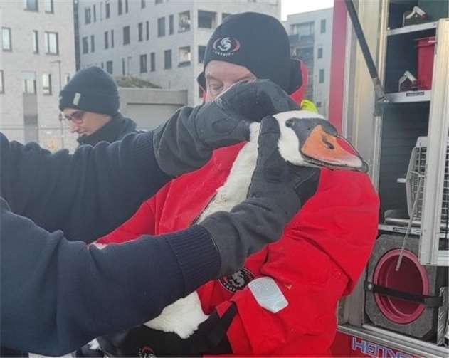 Der verletzte Schwan mit seinen Rettern.  Foto: Polizeipräsidium Einsatz, Logistik und Technik
