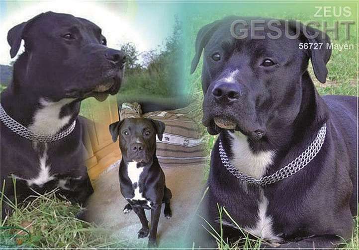 Der vermisste Hund „Zeus“. privat