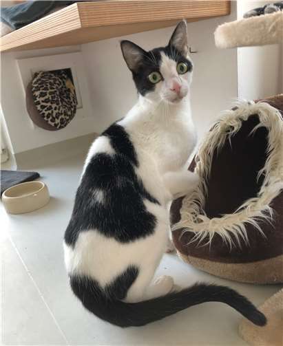 Der verschmuste Goofy sucht ein neues Zuhause. Foto: privat