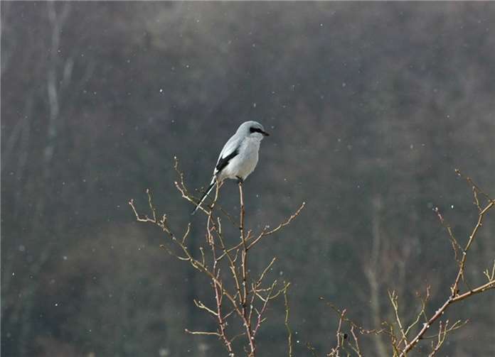 Der weiß-graue Raubwürger, eine bei uns seltene Vogelart, die hier überwintert.privat