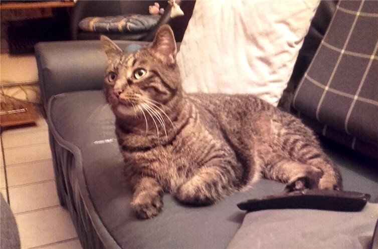 Der weiße Fleck am Kinn ist Rockos besonderes Merkmal. Foto: privat