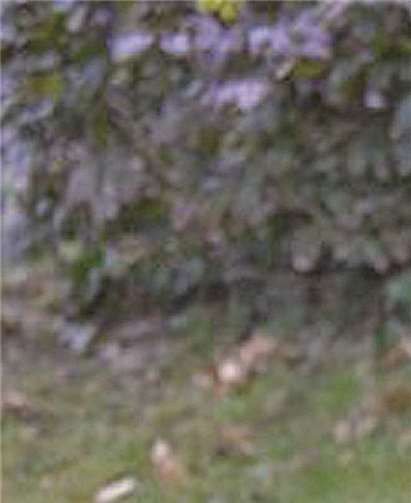 Der wunderschöne Spike wartet auf ein neues Zuhause. Tierschutz Siebengebirge