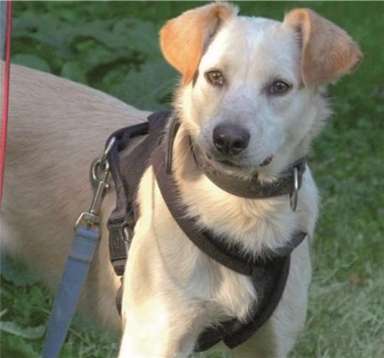 Der zweijährige Lino sucht ein liebevolles neues Zuhause.privat