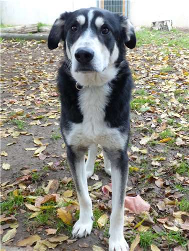 Der zweijährige Rüde hat in seinem Leben noch nicht viel kennengelernt. privat