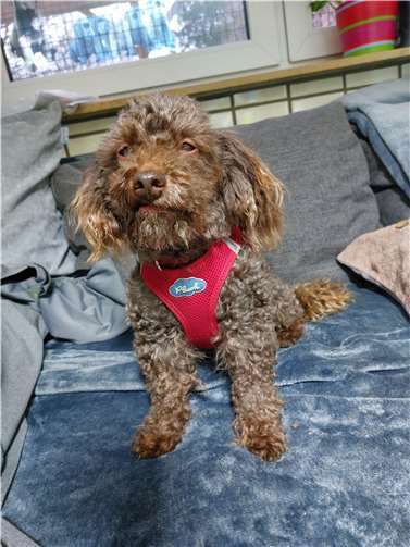 Der zwölfjährige Rüde Nico. Foto: Tierheim u. Tierschutzverein Kreis Ahrweiler e.V.