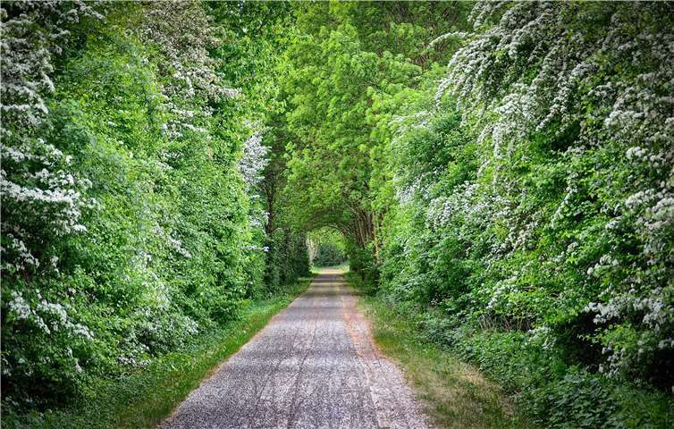 Derzeit blüht auf dem Maifeldrad- und Wanderweg der Weißdorn. Das Foto ist im Bereich zwischen Naunheim und Mertloch aufgenommen worden von unserem Leser Willi Probstfeld. Foto: Willi Probstfeld
