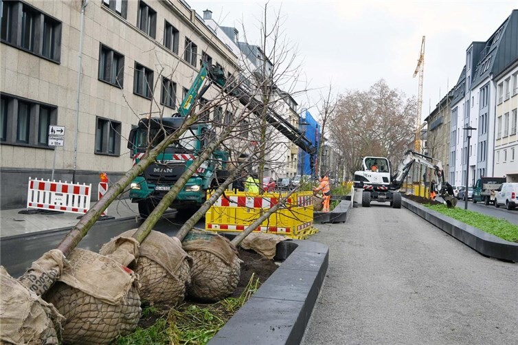 Derzeit werden auf der Südallee zwischen Roonstraße und Markenbildchenweg 54 weitere Vogelkirschen gepflanzt. Foto: Stadt Koblenz / Verena Groß