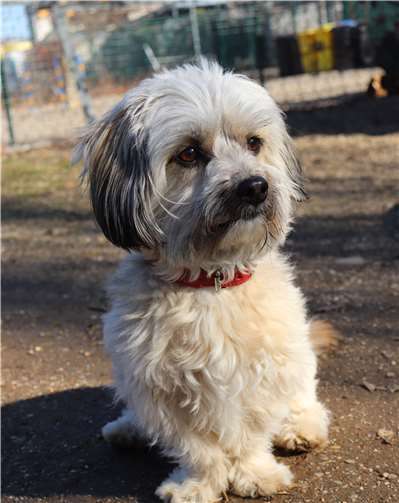 Detle, der Terrier Mix.
