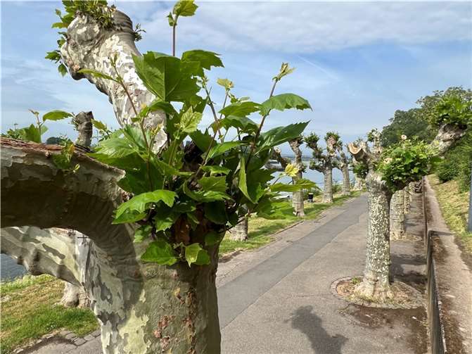 Deutlich zu sehen: Die Platanen trieben wie in den Vorjahren aus und werden in wenigen Wochen wieder ein schattiges Dach bilden. Foto: SBN