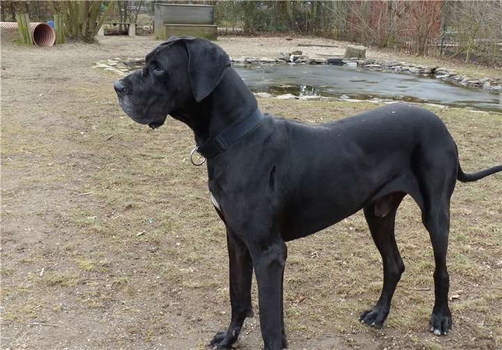 Deutsche Dogge namens Lucky. privat