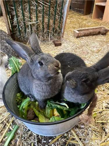 Deutsche Riesen in Gruppenhaltung.  Quelle: Werner Ferenc