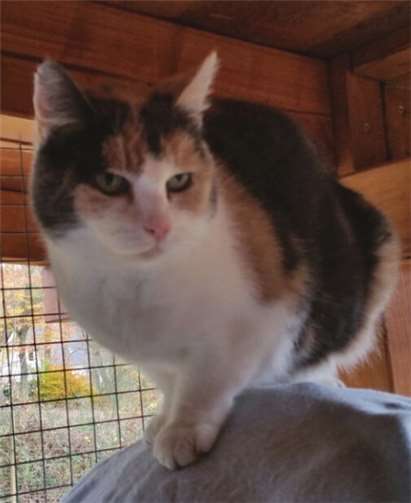 Die 11-jährige Trixie lebt seit dem Tod ihrer Bezugsmenschen im Katzenhaus.privat