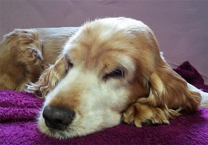 Die 13-jährige Aggi hofft auf viele hilfreiche Spenden. Privat