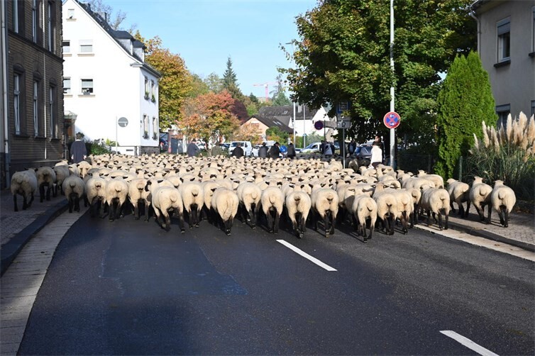 Die 350 bis 400 Schafe hatten auf der Polcher Straße ausnahmsweise Vorfahrt. Foto: SK
