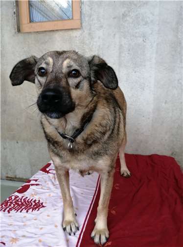 Die 4 Jahre alte Pirella.