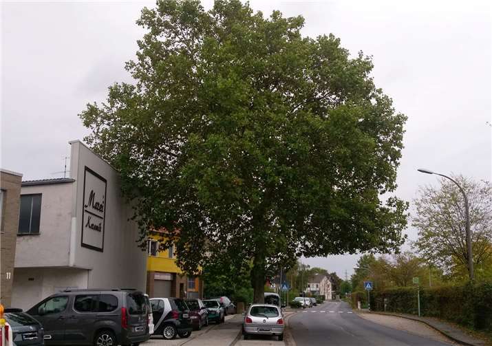 Die 40 Jahre alte Platane an der Keramikerstraße darf stehen bleiben. Foto: privat