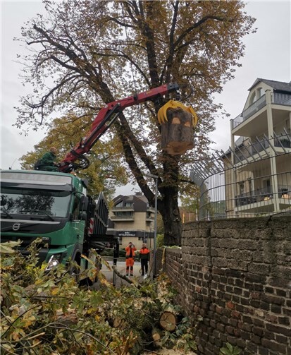Die 70 Jahre alte Kastanier wurde gefällt. Foto: Stadt Andernach