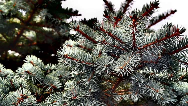 Die AWB informiert wann und wo im Kreis die Weihnachtsbäume abgeholt werden. schnappi/pixabay.com