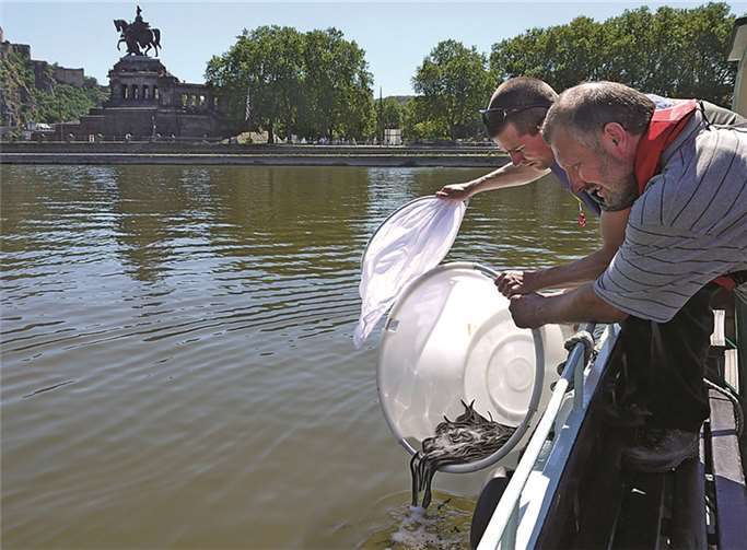 Die Aalschützer der SGD Nord setzen Jungaale in die Mosel.  SGD Nord