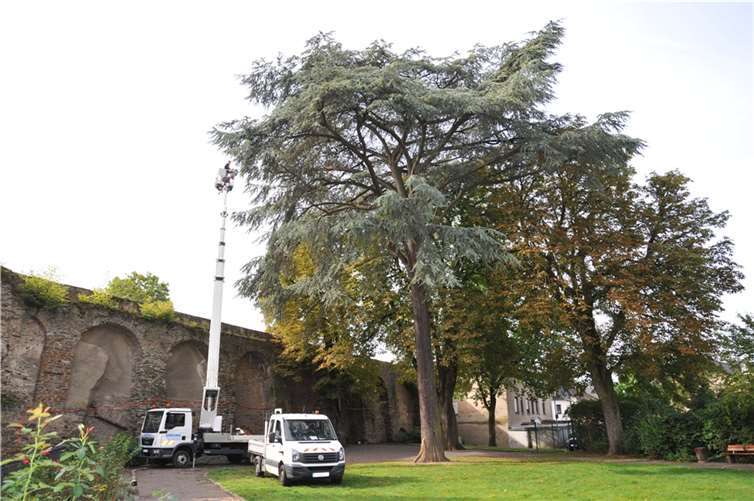 Die Absperrung wird etwa drei Wochen andauern.  Foto: Stadt Andernach