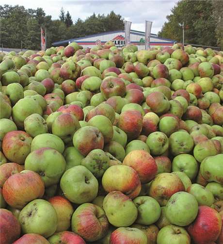 Die Äpfel werden zu Saft weiterverarbeitet. privat