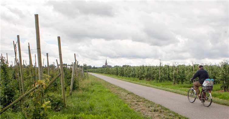 Die „Apfelroute Rheinland“ soll ab Mai 2019 auch rund um Meckenheim geführt werden. JOST