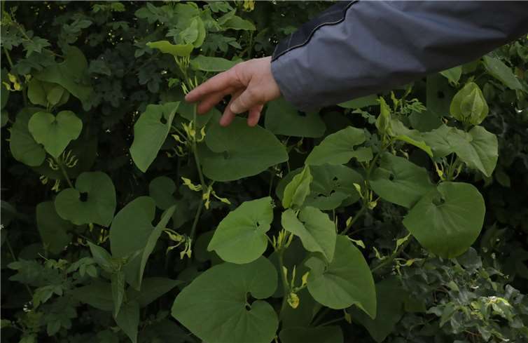 Die Aristolochia oder Osterluzei gedeiht hier prächtig und ernährt wichtige Insekten.