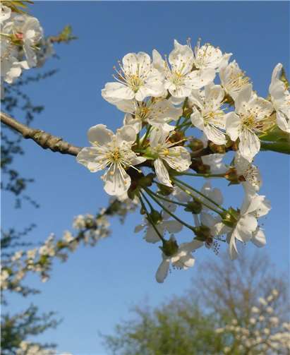 Die Aufnahme von Karl Heinz Scheuren zeigt die Schönheit der Natur. Foto: Karl Heinz Scheuren