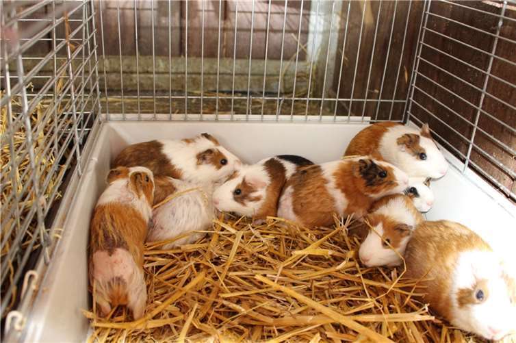 Die Aufnahme zahlreicher, oft kranker Tiere aus Animal Hoarding-Fällen bringt die Tierheime vielfach an ihre Grenzen. Quelle: Deutscher Tierschutzbund Landesverband Bayern e.V.