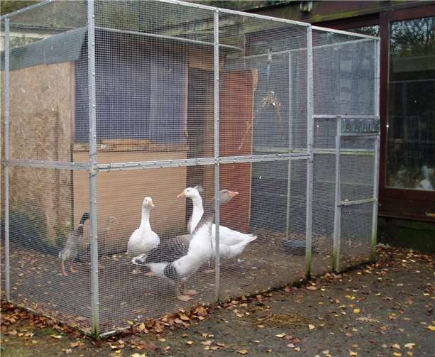 Die Aufstallungspflicht kann auch mit einem vogeldichten Auslauf erfüllt werden. Im Falle dieser Gänse- und Entenhaltung wäre zusätzlich zu dem Gitter noch ein dichtes, überstehendes Dach erforderlich. Foto: Westerwaldkreis