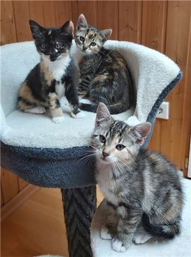 Die Auswahl eines Tieres sollte nicht nur nach der Optik stattfinden. Fotos: privat