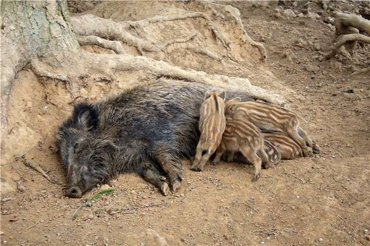 Die Bache Mathilda legt sich auf die Seite, damit ihre Frischlinge zum Trinken an die Zitzen kommen.  Fotos: HG
