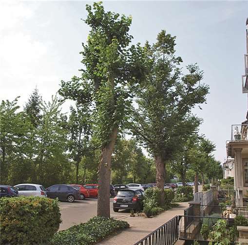 Die Bäume der Bahnhofsstraße sorgen für eine emotionale Diskussion: Die sichtbaren Schnittarbeiten sind für manchen Anwohner nicht genug. ROB