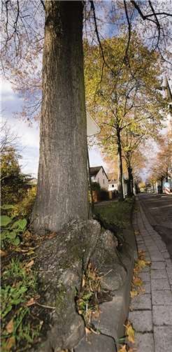 Die Bäume in der Blücherstraße sind bereits stark geschädigt. Außerdem haben sie zu wenig Platz. Nun wird der Bestand gefällt. Der Alleecharakter soll durch geeignetere Sorten wieder hergestellt werden.  Privat