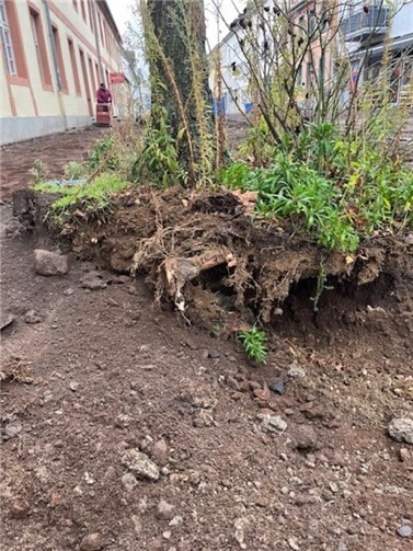 Die Bäume mussten gefällt werden. Fotos: Peter Bäumer