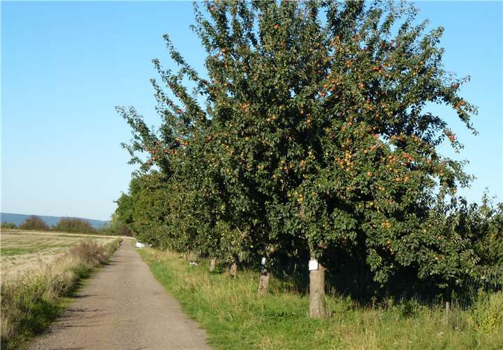 Die Bäume sind nummeriert, Interessenten können sich bis zum 7. September melden. Foto: privat