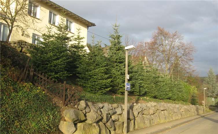 Die Bäume werden verkauft, um etwas Gutes zu tun. Foto: privat