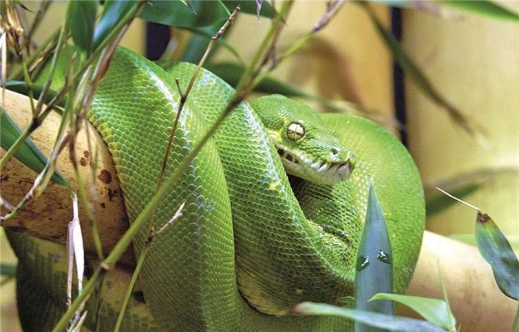 Tarnung oder Warnung Die Baumpythons nehmen ihre typische grüne Farbe erst nach mehreren Monaten an.privat