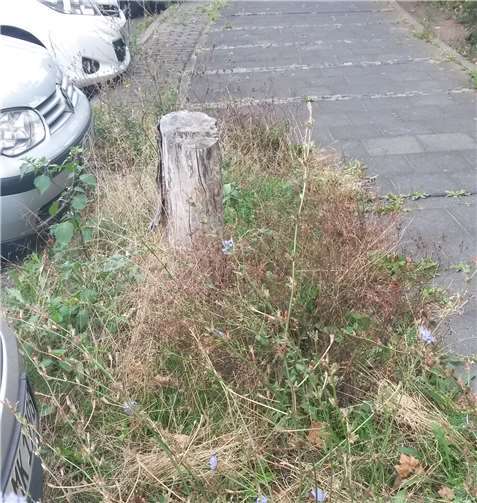 Die Baumstümpfe in der Scharnhorststraße gehören bald der Vergangenheit an. Foto: privat