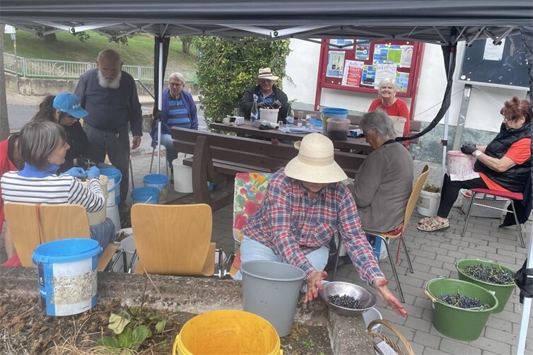 Die Beeren werden von den Rispen getrennt.