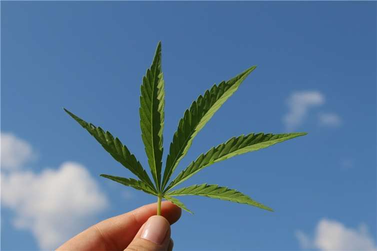 CBD Öl – hilfreich, gesund und voll im Trend Die Behandlung mit natürlichen Extrakten, statt mit Chemie. Foto: pixabay